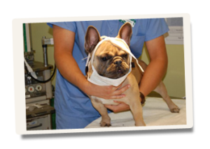All Animal Clinic Services Ultrasound Surgery