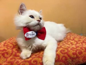 Meet our Mascot The Donald voted