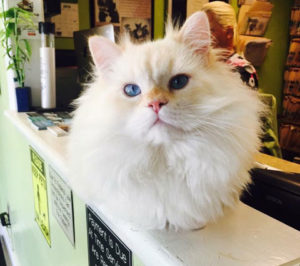 About All Animal Clinic Key West: Meet our Mascot The Donald