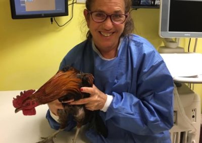 All Animal Clinic Key West Dr Lisa Bramson